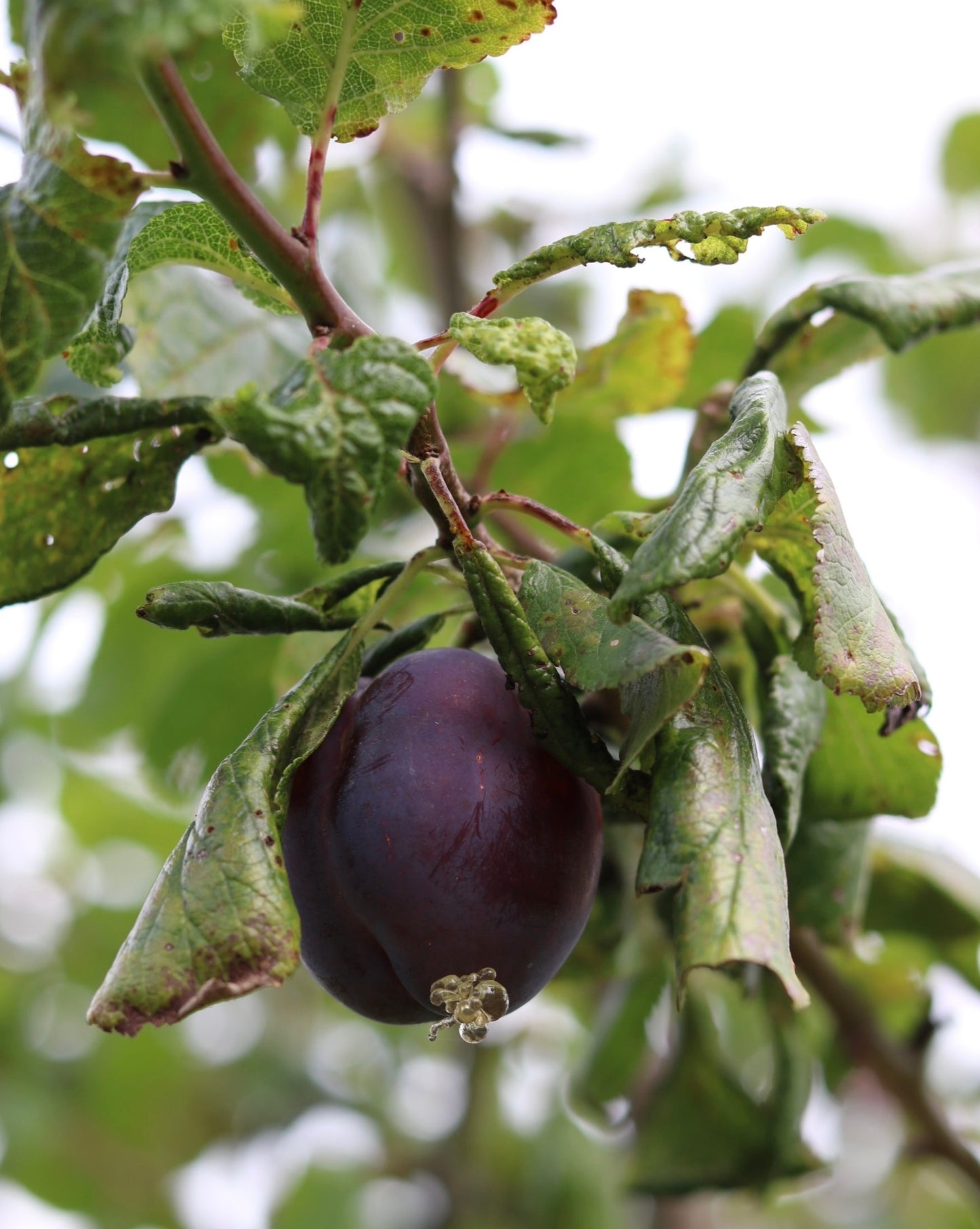 Cassis & Plum