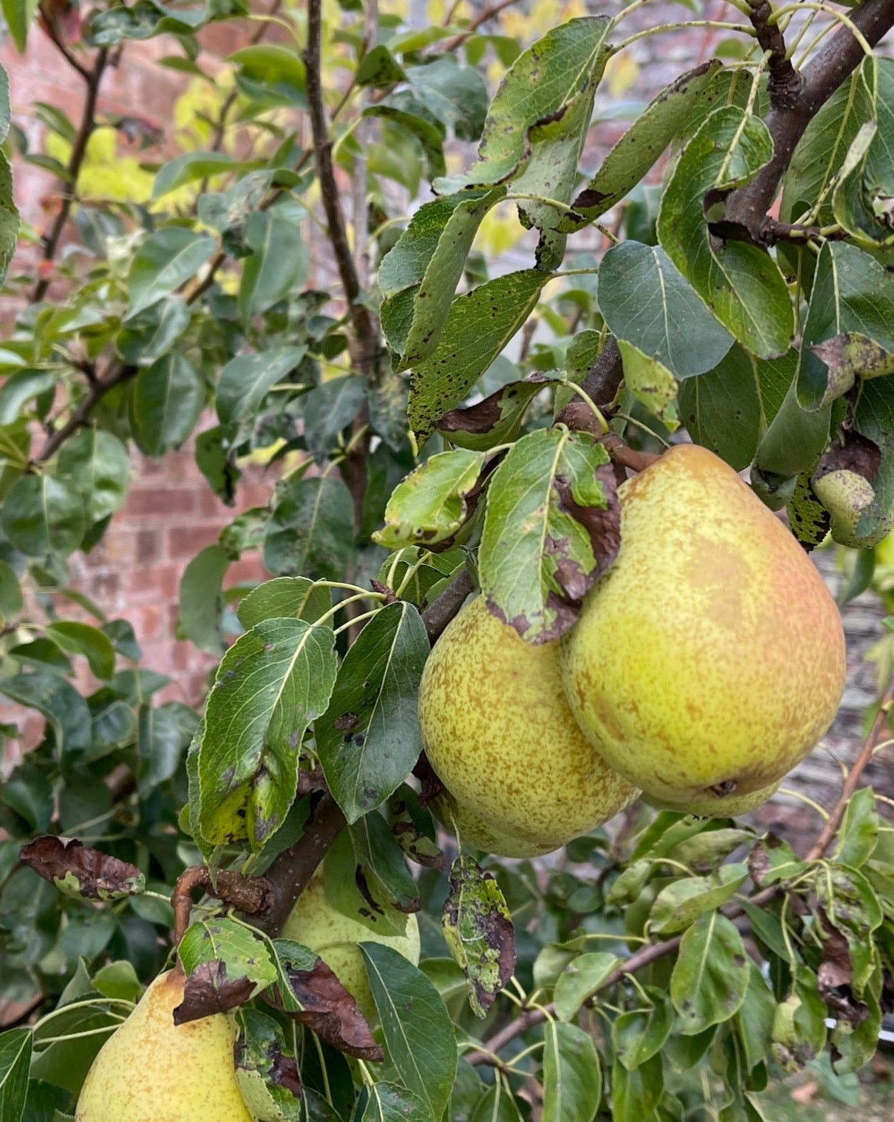 Orchard