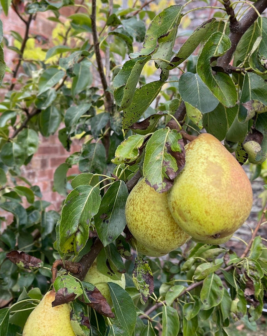 Orchard